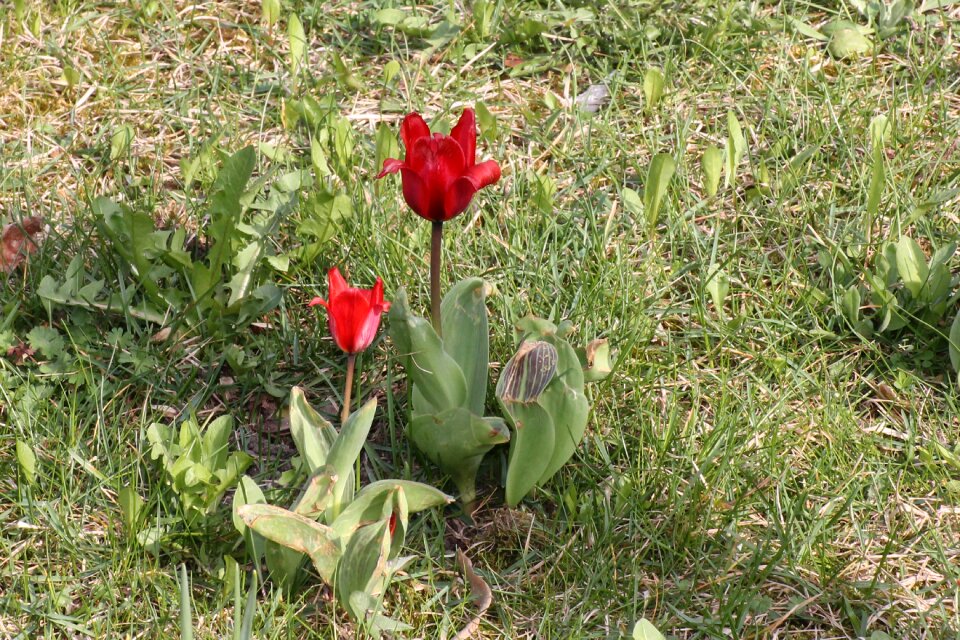 Red spring flower meadow