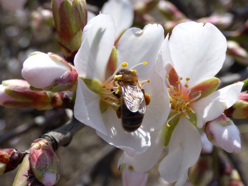 February bee libar