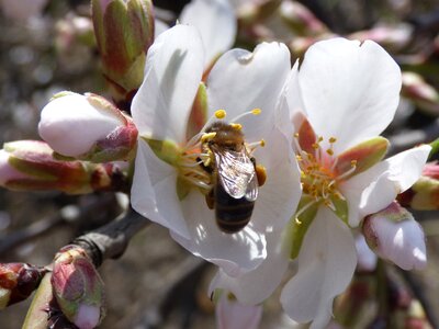 February bee libar