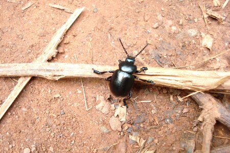 Bug brand wood