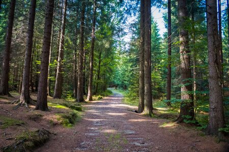 Nature forest path