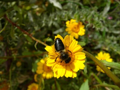 Insect plant pollen