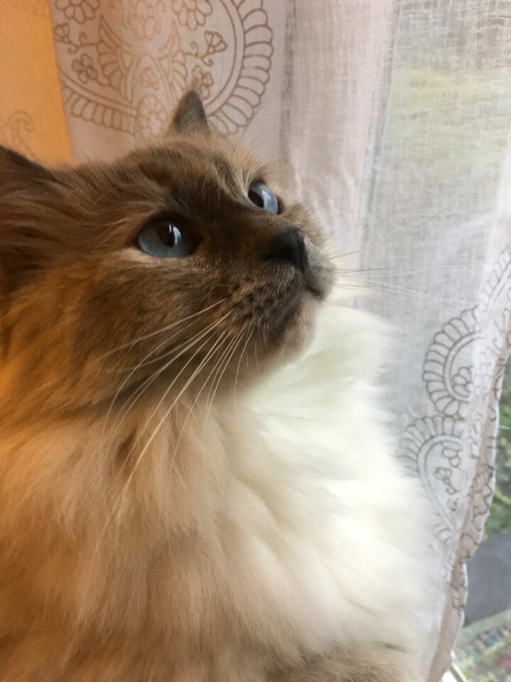 Pets kitten