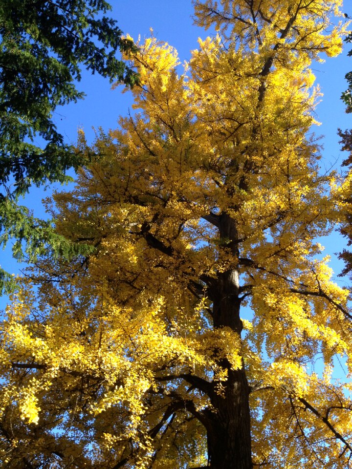Autumn folliage gingko