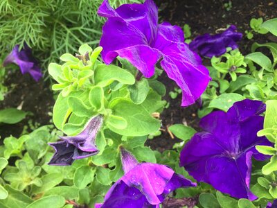 Nature purple flower purple flowers