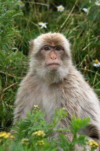 Monkey face to face Free photos