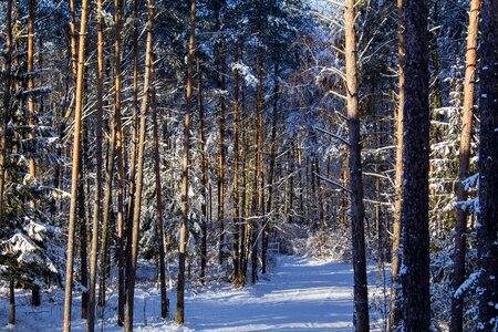 Trees nature winter forest photo