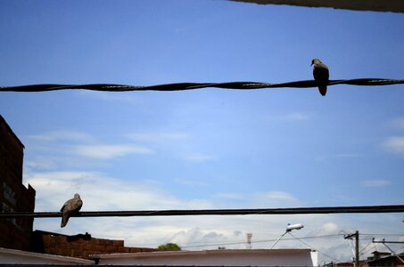 Birds medellin sky