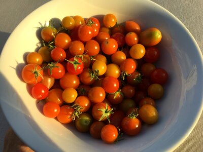 Tomatoes cherry tomatoes dish with tomatoes photo