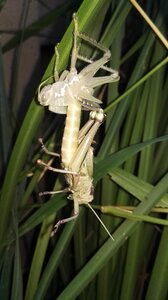 Exoskeleton shed molt