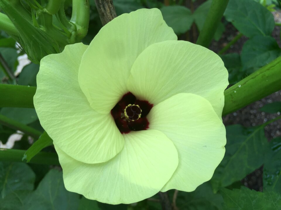 Garden plant organic