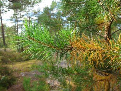 Forest norway pine