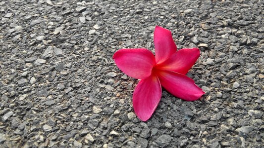 Blooms plant ground