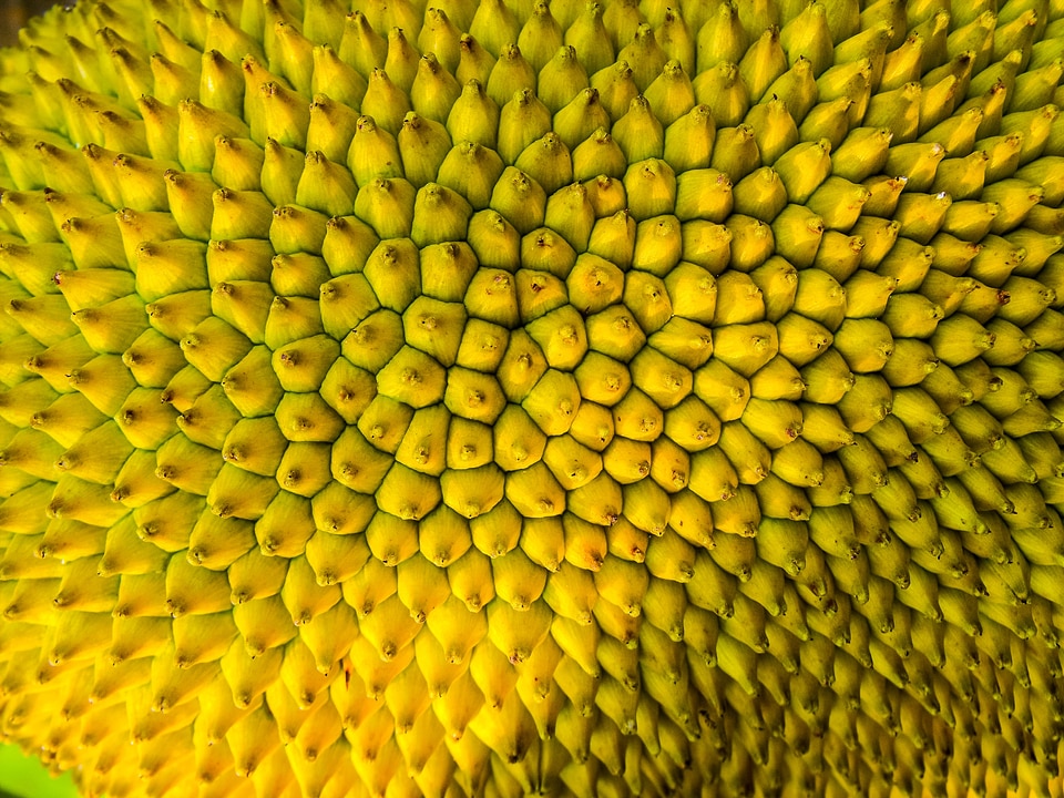 Jack fruit shell close up