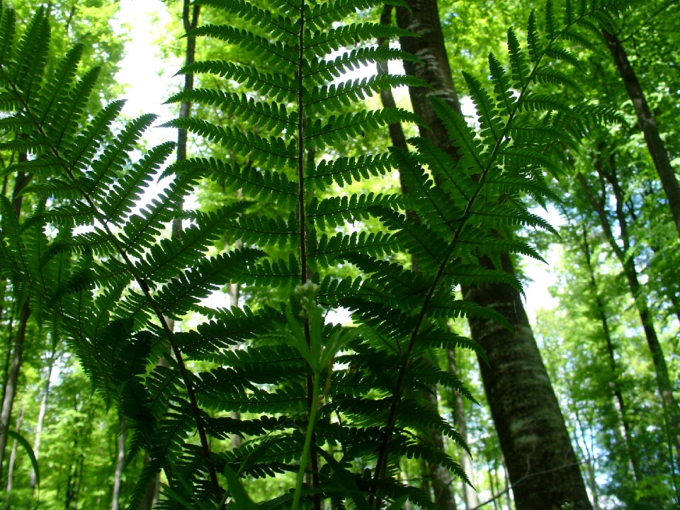 Nature plant green