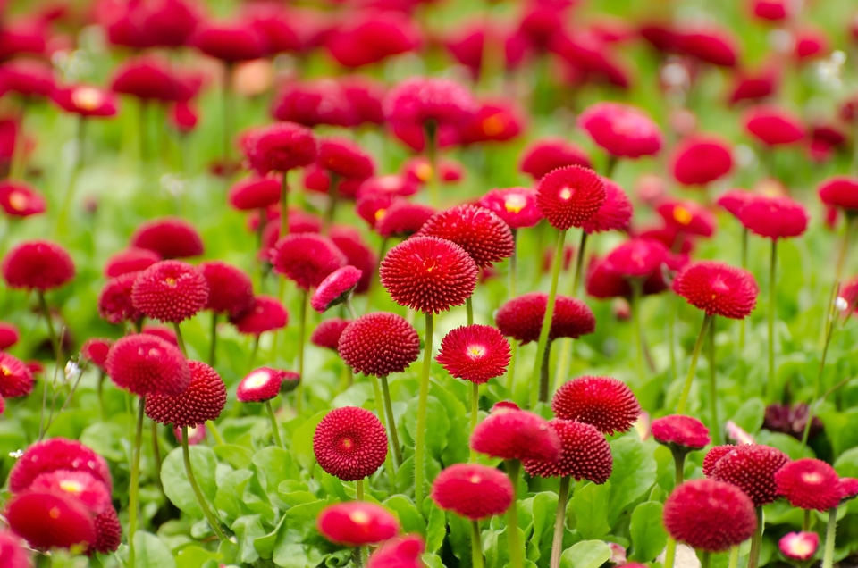 Spring gardening macro