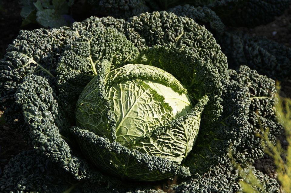 Food vegetables vitamins