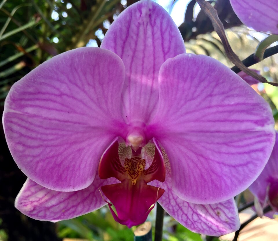 Plant pink blossom