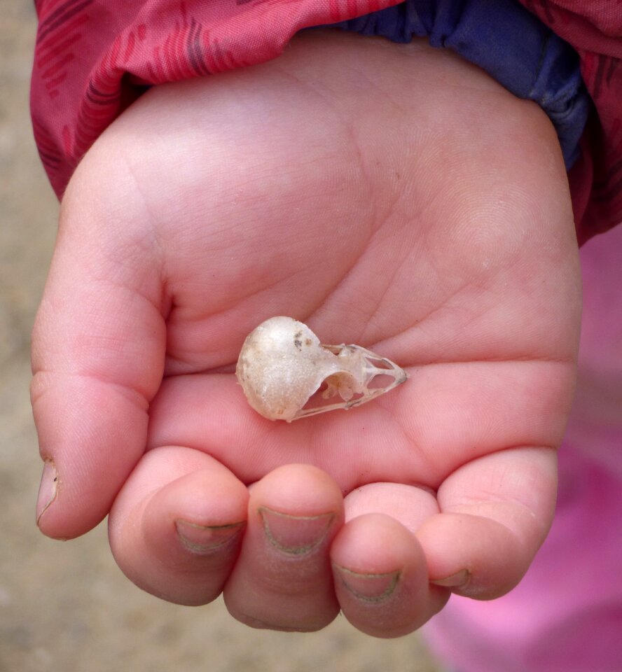 Child hand girl discover