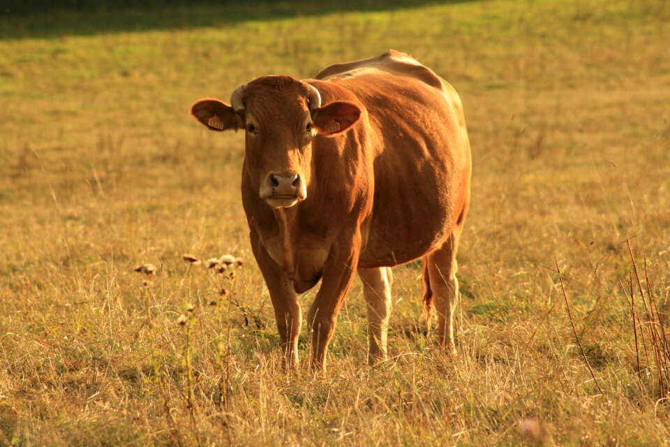 Beef agriculture dairy