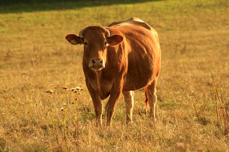 Beef agriculture dairy