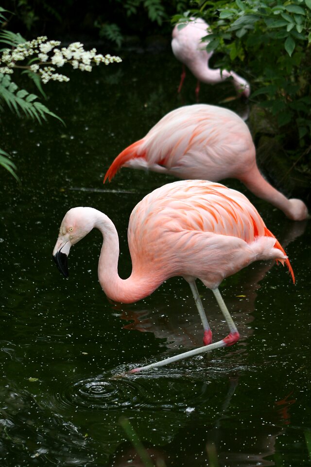 Flamingo birds natural