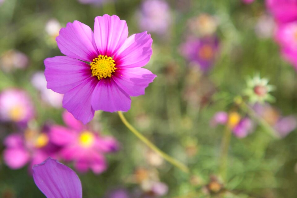 Cosmos sea of flowers taiwan