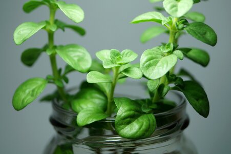 Nature aromatic plants aromatic herbs