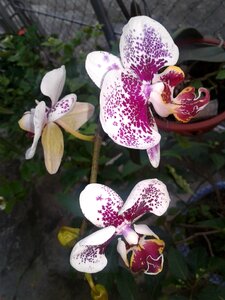 Orchids natural purple