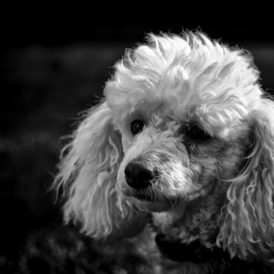 Purebred domestic pet