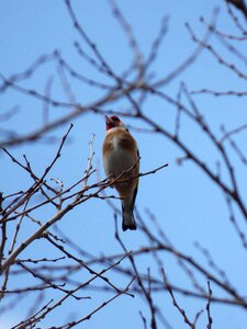 Bird singing bird carduelis carduelis photo