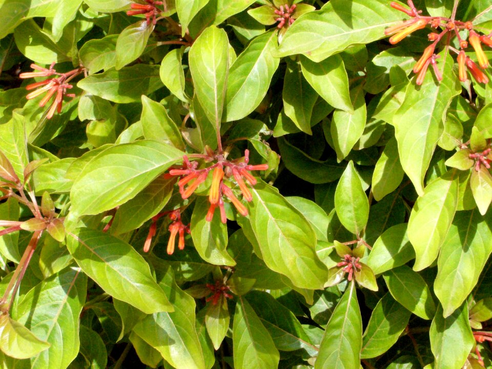 Plant tropical flowers orange blossom