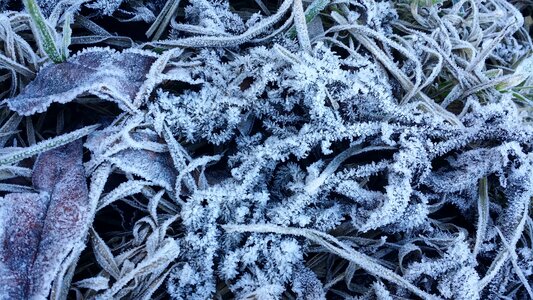 Frost winter ice photo