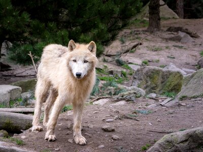 Wolves nature wildlife park photo