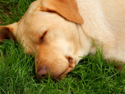 Dog sleep grass photo