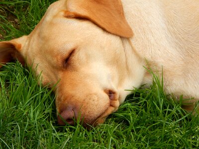 Dog sleep grass