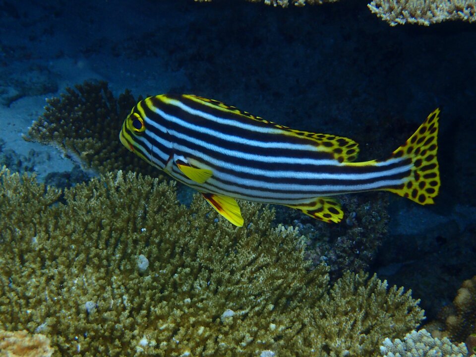 Maldives the indian ocean fish
