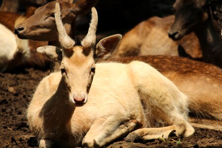 Zoo nature fauna