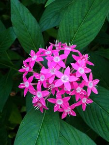 Garden green foliage