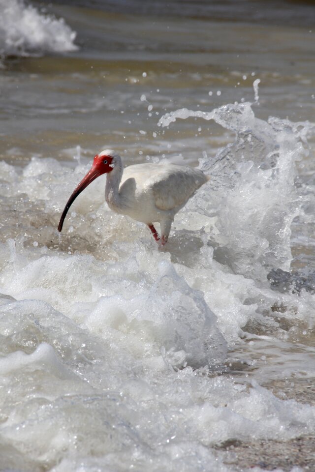 Sea bird red beak