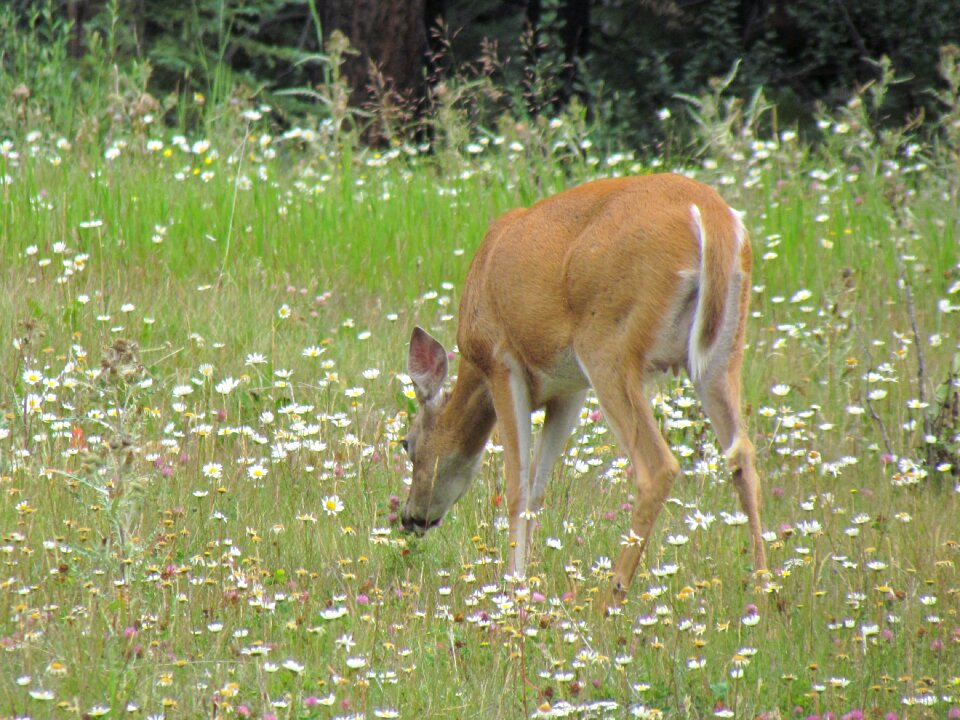 Nature animal portrait of animals