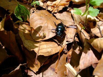Nature close up dung beetle photo