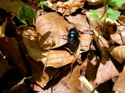 Nature close up dung beetle