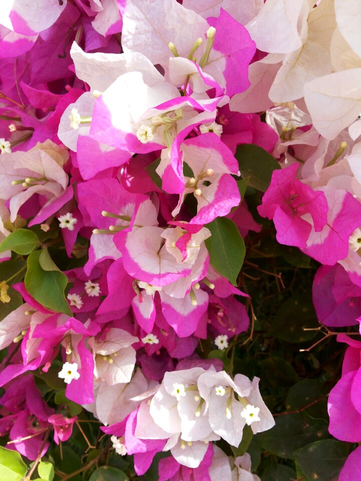 White garden exotic