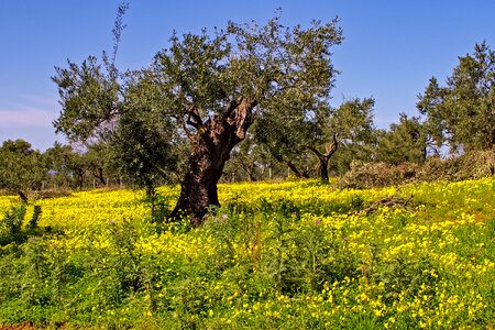 Olive grove flowers clover