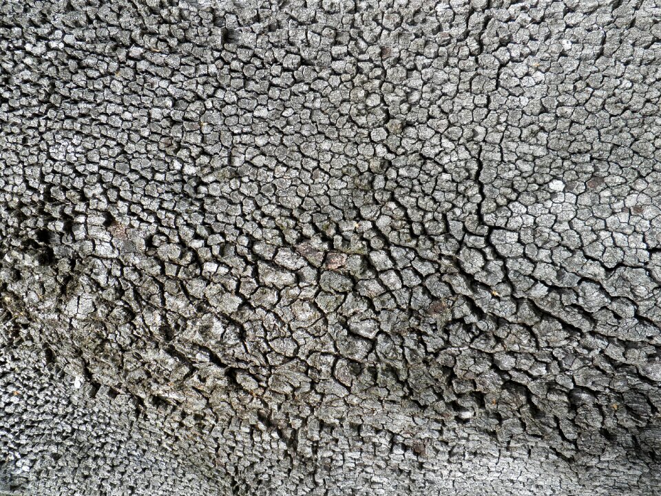 Trunk pine tree