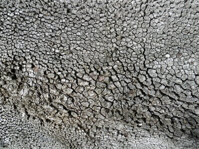Trunk pine tree
