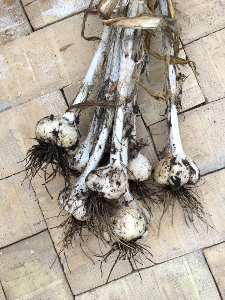 Garlic elephant garlic harvesting of garlic