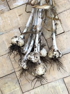 Garlic elephant garlic harvesting of garlic