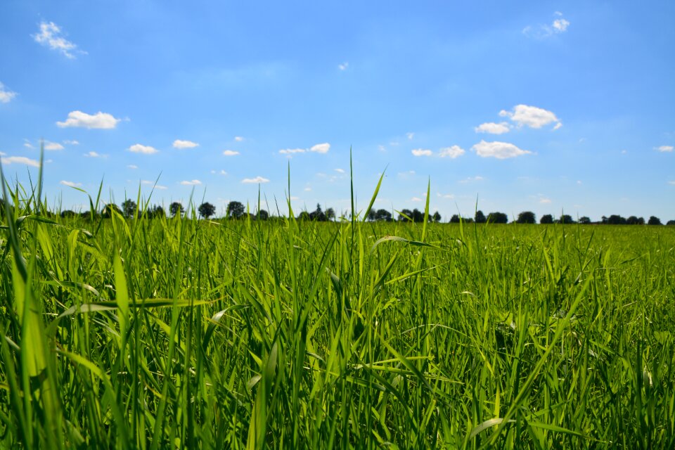 Clouds blades of grass summer